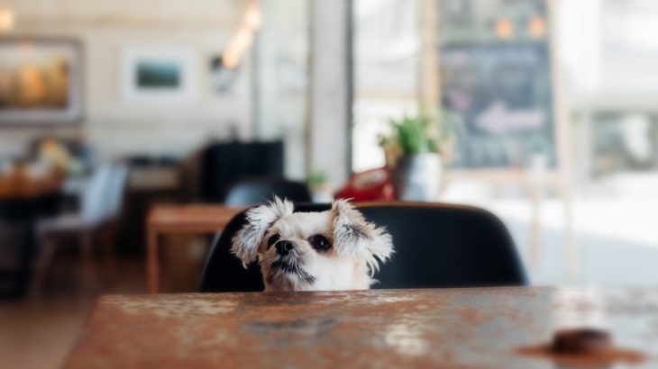 ドッグラン カフェテリアコング 松山 の犬カフェ ドッグカフェ マチコネ