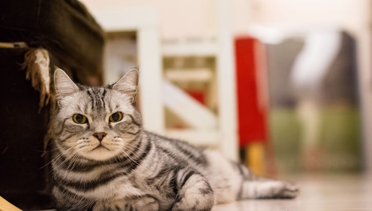 カフェ バイト 猫 飼育スタッフの求人情報 ペット求人ナビ